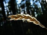 Wheatlightedit1.jpg image by Calebthinks